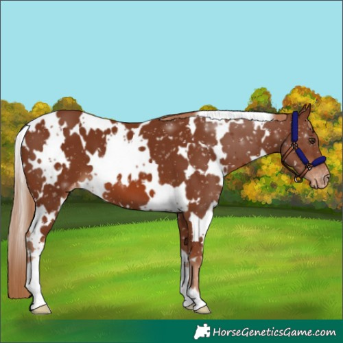 Horse Color:White Spotted Chestnut Snowflake Varnish 