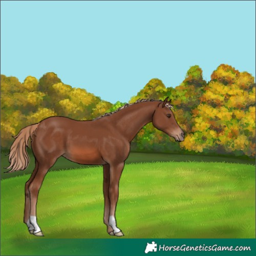 Horse Color:Chestnut 