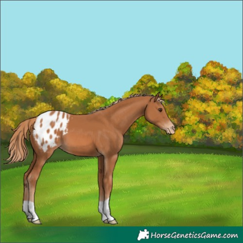 Horse Color:Chestnut Appaloosa