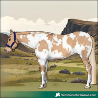 Horse Color:White Spotted Red Dun 