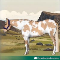 Horse Color:White Spotted Red Dun