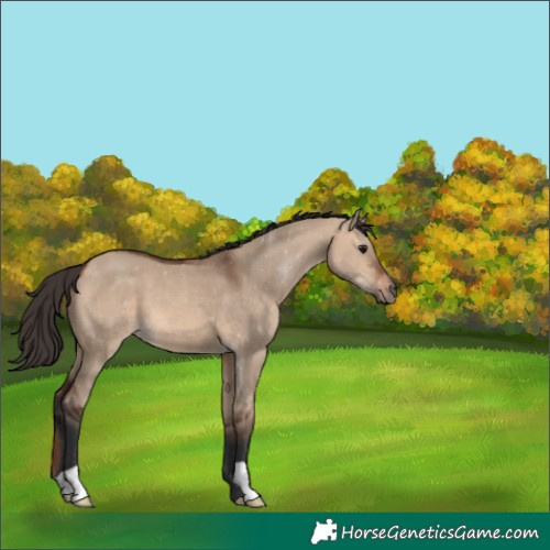 Horse Color:Bay Dun 