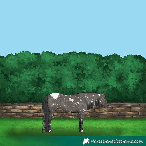 Horse Color:White Spotted Grullo Appaloosa 