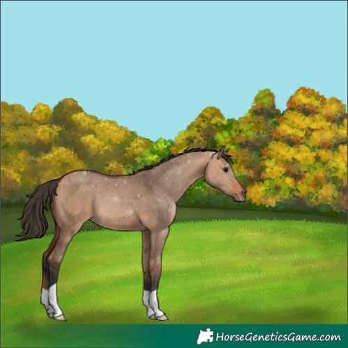 Horse Color:Bay Dun