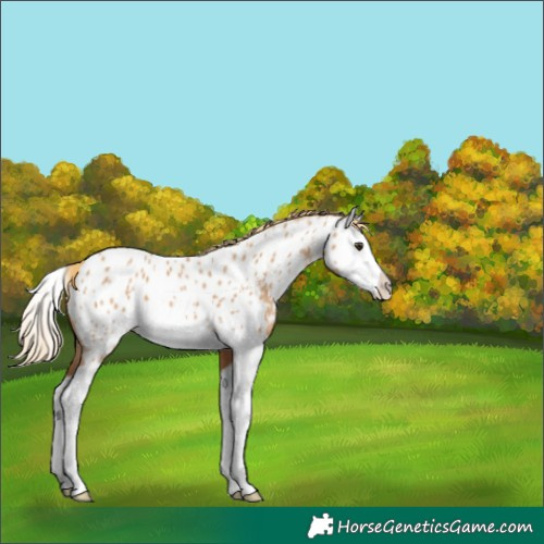 Horse Color:Red Dun Splash Appaloosa 