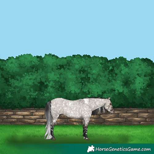 Horse Color:White Spotted Brown Roan Dun Appaloosa 