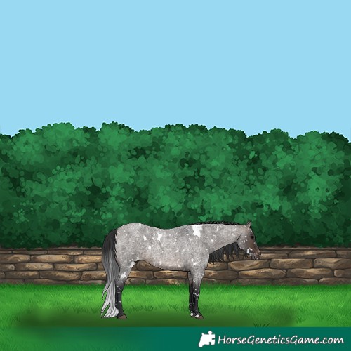 Horse Color:White Spotted Brown Roan Dun Appaloosa 