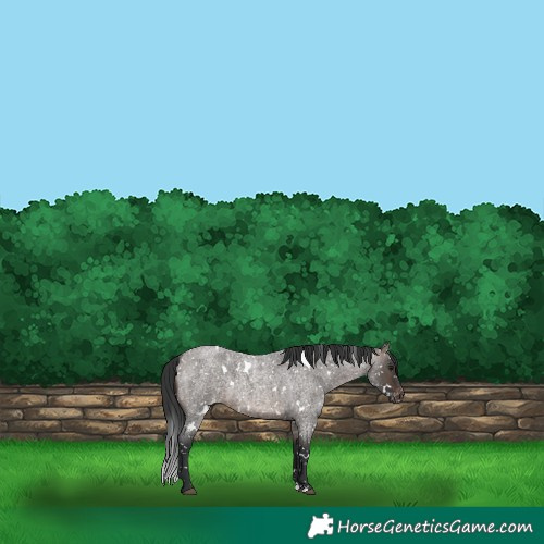 Horse Color:White Spotted Brown Roan Dun Appaloosa