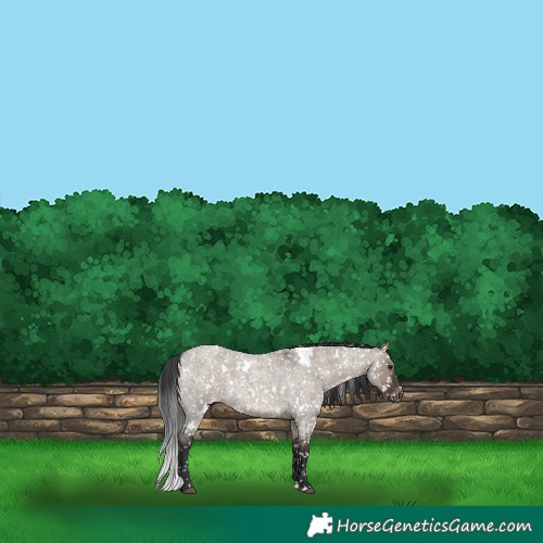 Horse Color:White Spotted Brown Roan Dun Appaloosa 