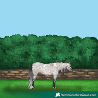 Horse Color:White Spotted Brown Roan Dun Snowflake Varnish