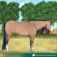 Horse Color:Painted Bay Dun