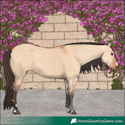 Horse Color:Bay Dun 