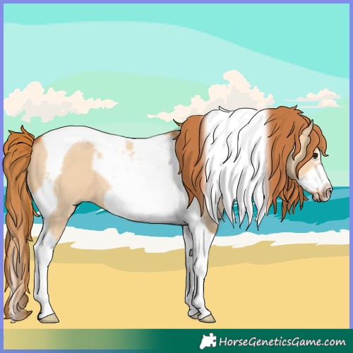Horse Color:Red Dun Tobiano Frame 