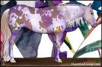 Horse Color:White Spotted Chocolate Palomino