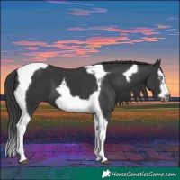 Horse Color:Black Splash Tobiano Frame 