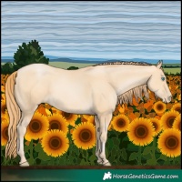 Horse Color:Buckskin Pearl