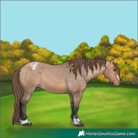 Horse Color:Bay Dun Appaloosa and Bay Dun Appaloosa