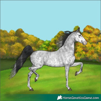 Horse Color:Blue Roan Sabino Splash and Blue Roan Sabino Splash