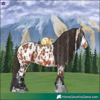 Horse Color:Bay Near Leopard and Bay Near Leopard