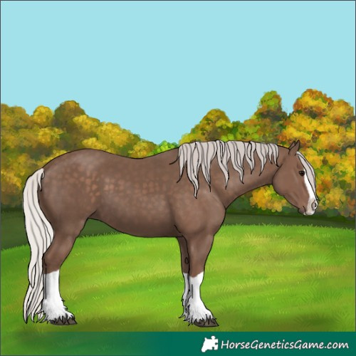 Horse Color:Silver Black Splash 