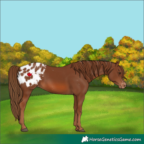 Horse Color:Chestnut Appaloosa 