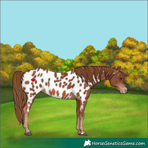 Horse Color:Chestnut Appaloosa