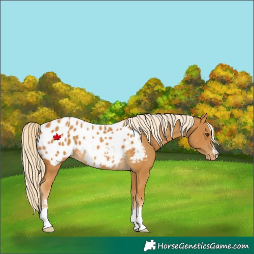 Horse Color:Palomino Appaloosa 