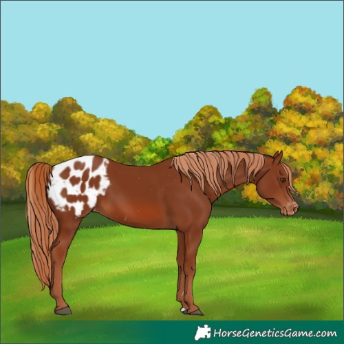 Horse Color:Chestnut Appaloosa 