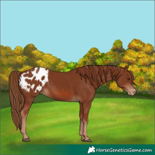 Horse Color:Chestnut Appaloosa