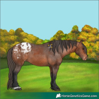 Horse Color:Bay Appaloosa and Bay Appaloosa