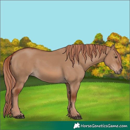 Horse Color:Red Dun