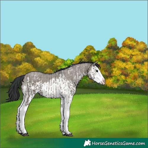 Horse Color:Grullo Sabino Splash  and Grullo Sabino Splash 