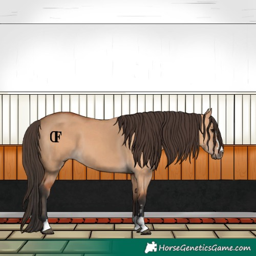 Horse Color:Unknown 