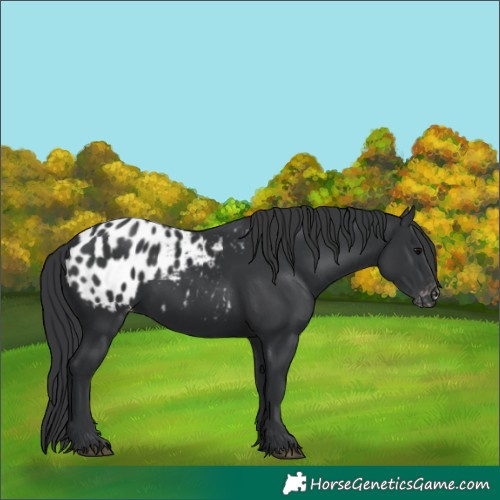 Horse Color:Black Appaloosa 