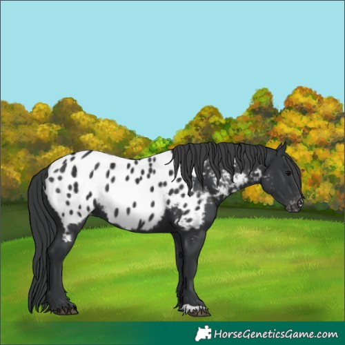 Horse Color:Black Near Leopard 