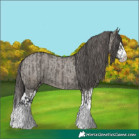 Horse Color:Grullo Sabino Splash  and Grullo Sabino Splash Varnish 