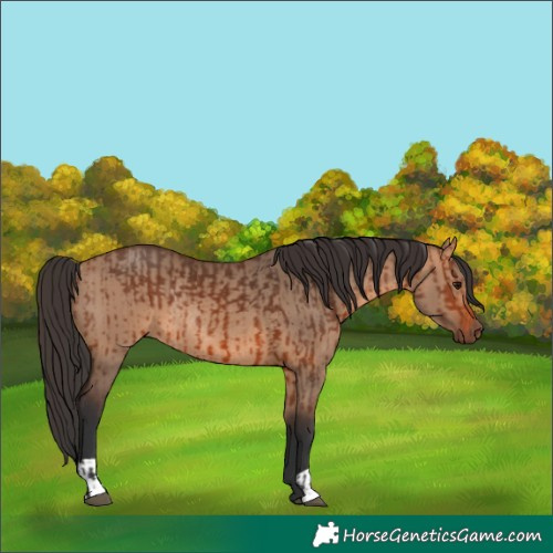 Horse Color:Bay Rabicano and Bay Dun Rabicano