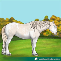 Horse Color:Perlino Roan Splash and Perlino Splash Tobiano