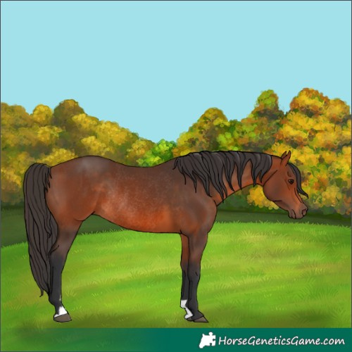 Horse Color:Bay Rabicano and Bay Rabicano