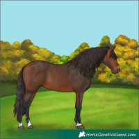 Horse Color:Bay 