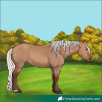 Horse Color:Silver Bay Dun 