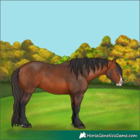 Horse Color:Bay Splash 