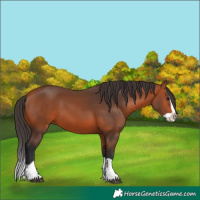 Horse Color:Bay Splash 