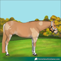 Horse Color:White Spotted Red Dun Rabicano  and White Spotted Chestnut Rabicano 