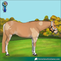 Horse Color:White Spotted Red Dun Rabicano  and White Spotted Chestnut Rabicano 