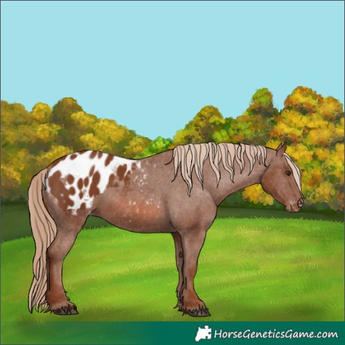 Horse Color:Chestnut Appaloosa 