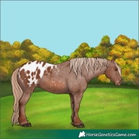 Horse Color:Chestnut Appaloosa 