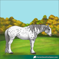 Horse Color:White Spotted Black Splash Tobiano Frame Appaloosa 