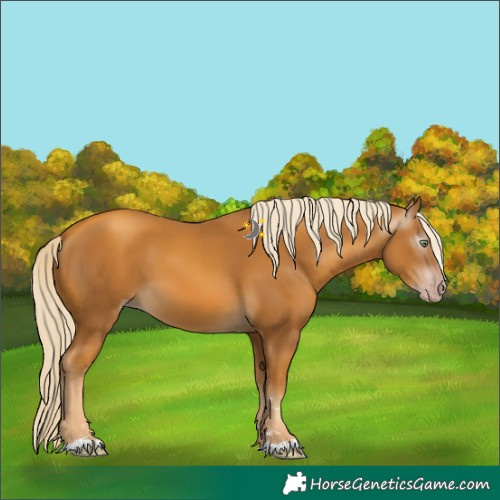 Horse Color:Gray Gold Cream Champagne