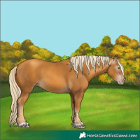 Horse Color:Gray Gold Cream Champagne 